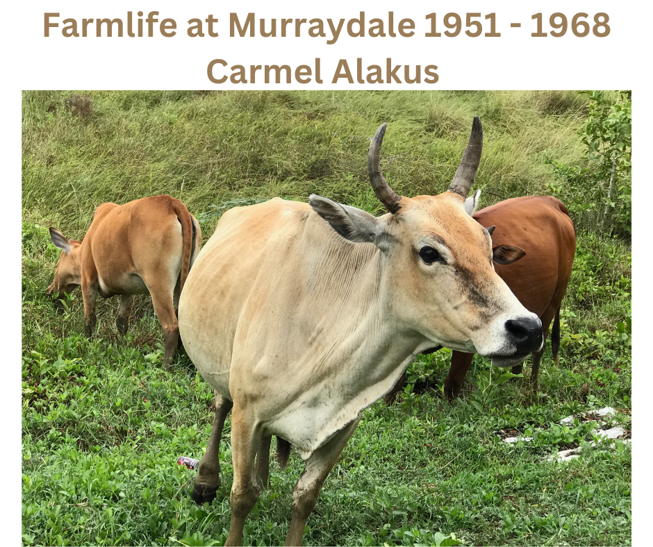 Farm Life at Murraydale&nbsp;1951-1968